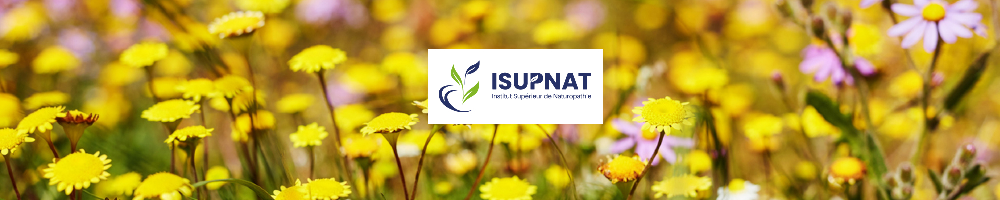 EDU24-ISUPNAT-banner-LPbrochure (4)